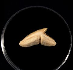 Galeocerdo latidens         
