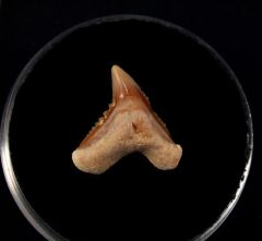 Galeocerdo eaglesomi