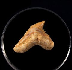 Galeocerdo eaglesomi
