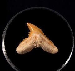 Galeocerdo eaglesomi