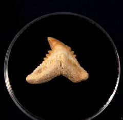 Galeocerdo eaglesomi