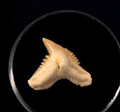 Galeocerdo eaglesomi