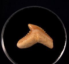 Galeocerdo eaglesomi