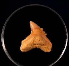 Galeocerdo eaglesomi