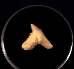 Galeocerdo eaglesomi