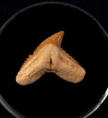 Galeocerdo eaglesomi