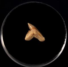 Galeocerdo eaglesomi
