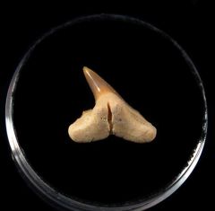 Physogaleus secundus tooth from Togo for sale | Buried Treasure Fossils