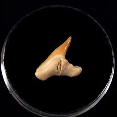 Physogaleus secundus                                  