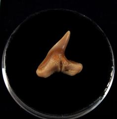 Physogaleus secundus                                  