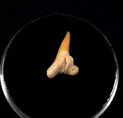 Physogaleus secundus                                  