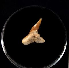 Physogaleus secundus                                  
