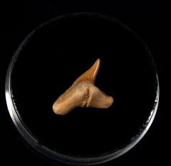 Physogaleus secundus                                  