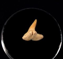 Physogaleus secundus                                  