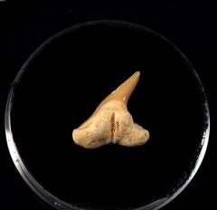 Physogaleus secundus                                  
