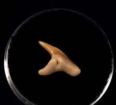 Physogaleus secundus                                  