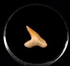 Physogaleus secundus                                  
