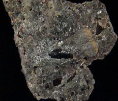 Lissodus minimus                               