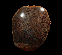 Jurassic Dinosaur Bone | Buried Treasure Fossils