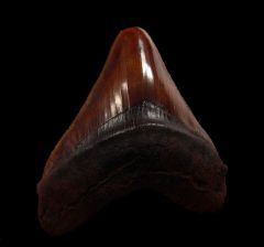 Red site Virginia Megalodon tooth for sale | Buried Treasure Fossils