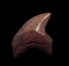 Virginia red site Alopias palatasi tooth for sale | Buried Treasure Fossils