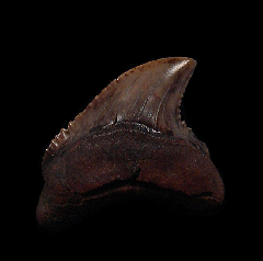  Virginia Alopias palatasi tooth for sale | Buried Treasure Fossils