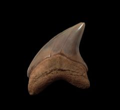 Large Rappahannock River Alopias grandis tooth for sale | Buried Treasure Fossils