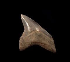 Rappahannock River Alopias grandis tooth for sale | Buried Treasure Fossils