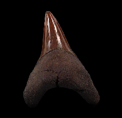  Rare Virginia Parotodus benedeni tooth for sale | Buried Treasure Fossils