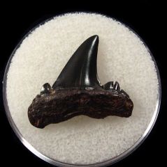 Rare Cretolamna twiggensis tooth for sale | Buried Treasure Fossils