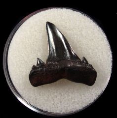 Rare Cretolamna twiggensis tooth for sale | Buried Treasure Fossils