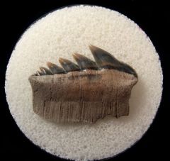 Cheap Virginia Notorynchus tooth for sale | Buried Treasure Fossils