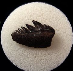 Virginia Red site Cow shark tooth for sale | Buried Treasure Fossils