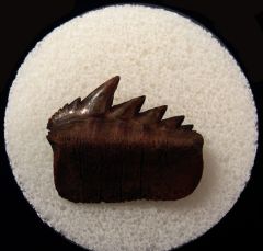 Virginia Red site Cow shark tooth for sale | Buried Treasure Fossils