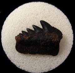 Notorynchus primigenius tooth