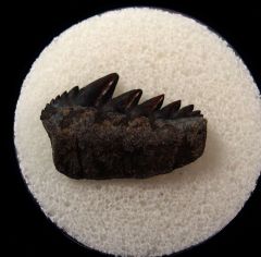 Notorynchus primigenius tooth