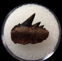 Notorynchus primigenius - Virginia
