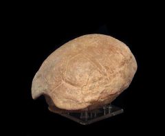 Stylemys nebrascensis  (Tortoise)