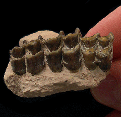 Palaeolagus haydeni from Nebraska | Buried Treasure Fossils