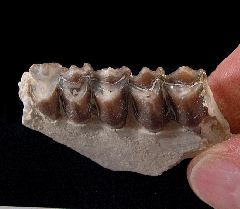 Palaeolagus haydeni from Nebraska | Buried Treasure Fossils