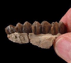 Palaeolagus haydeni from Nebraska | Buried Treasure Fossils
