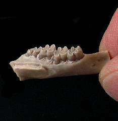 Palaeolagus haydeni from Nebraska | Buried Treasure Fossils