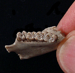 Palaeolagus haydeni from Nebraska | Buried Treasure Fossils