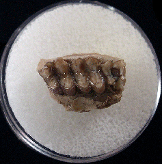 Palaeolagus haydeni from Nebraska | Buried Treasure Fossils
