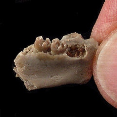 Palaeolagus haydeni from Nebraska | Buried Treasure Fossils