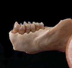 Palaeolagus haydeni from Nebraska | Buried Treasure Fossils