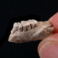 Palaeolagus haydeni from Nebraska | Buried Treasure Fossils