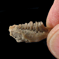 Palaeolagus haydeni 