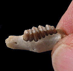 Palaeolagus haydeni - Oligocene | Buried Treasure Fossils