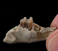 Palaeolagus haydeni from Nebraska | Buried Treasure Fossils